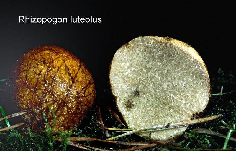 Rhizopogon luteolus-amf1611.jpg - Rhizopogon luteolus ; Syn: Rhizopogon obtextus ; Nom français: Rhizopogon jaune
